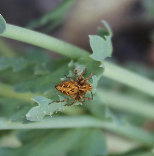 Réf. 206 595 : Oxyopes sp.